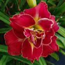 Double Hot Dreams Daylily